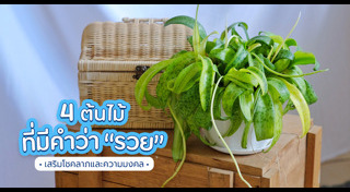 ต้นไม้ปลูกในบ้าน