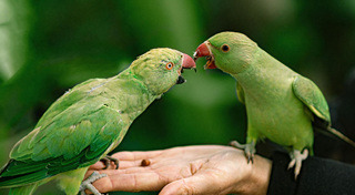 ไข้หวัดนก