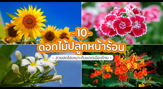 ปลูกไม้ดอก