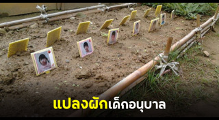 แปลงปลูกผัก