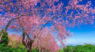 ที่เที่ยวเดือนมกราคม