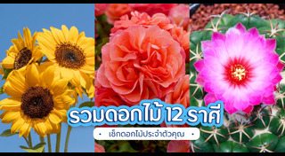 ดอกไม้