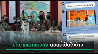 แมวจรจัด