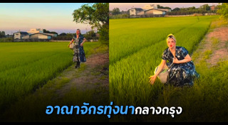 ปลูกข้าว