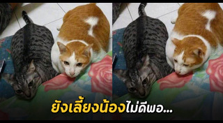 เลี้ยงแมว