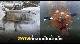 สุนัขจิ้งจอก