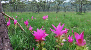 ที่เที่ยวชัยภูมิ