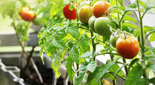 มะเขือเทศ