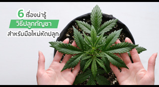 ปลูกกัญชา