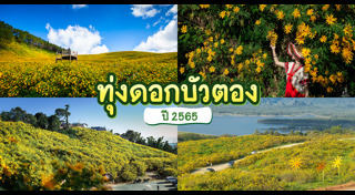 ทุ่งดอกบัวตอง