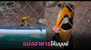 นกเงือก