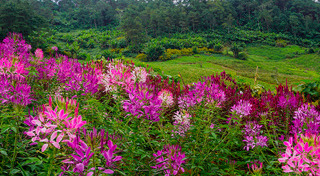 ทุ่งดอกไม้