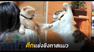 สัตว์สู้กัน