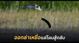 ปลาช่อน