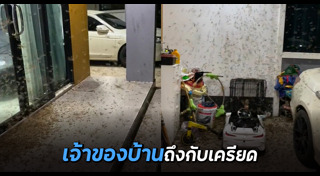 แมลงบุกบ้าน