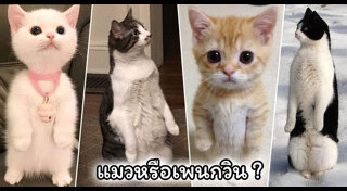 เพนกวิน