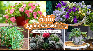 ต้นไม้ปลูกกลางแจ้ง