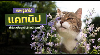 สมุนไพร