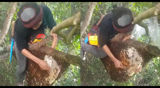 รังผึ้ง