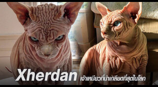 แมวสฟิงซ์