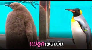 เพนกวิน