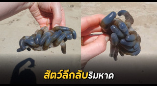 สัตว์ทะเล