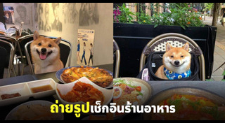 ชิบะ อินุ