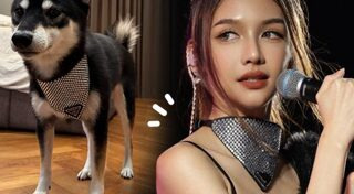 ปลอกคอสุนัข