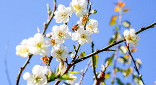 ที่เที่ยวเชียงใหม่