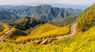 ทุ่งดอกบัวตอง