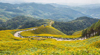 ทุ่งดอกบัวตอง