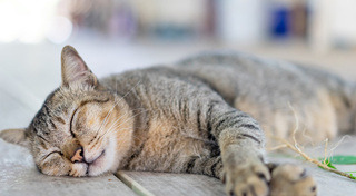 สมุนไพร