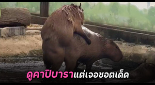 สัตว์ผสมพันธุ์