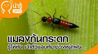 แมลงมีพิษ