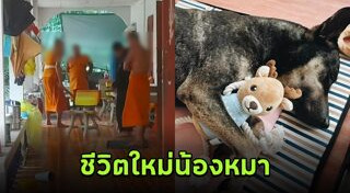 ทำร้ายสุนัข