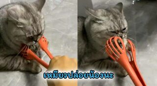 หนูแฮมสเตอร์