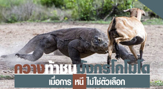 มังกรโคโมโด