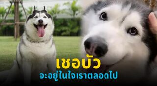 หมาน่ารัก