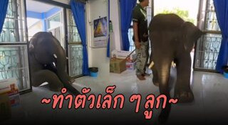 ช้างไทย