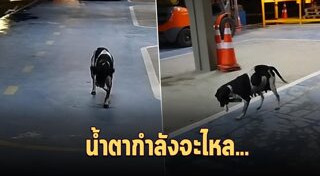 หมาพิการ