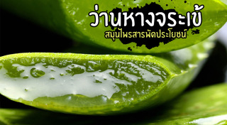 ว่านหางจระเข้