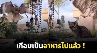 เหยี่ยว