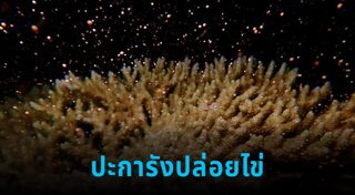 คลิปหายาก