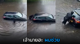 หมาช่วยคน