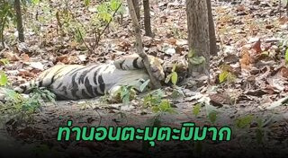 เสือโคร่ง