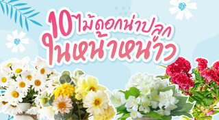 ดอกไม้เมืองหนาว