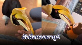 ทองผาภูมิ