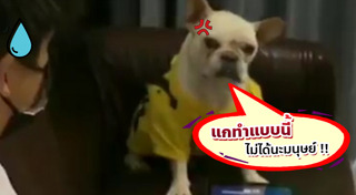 เฟรนช์ บูลด็อก