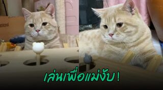 อุปกรณ์เลี้ยงสัตว์