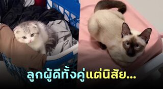 พันธุ์แมว